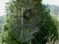 wer spinnt hier... (1).webp