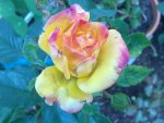 rose_sevilla05072010.jpg