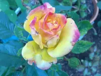 rose_sevilla05072010.webp