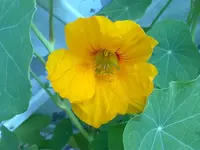 kapuziner_gelb_05072010.webp