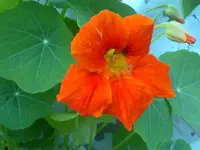 kapuziner_orange_0507.webp