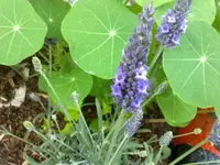 lavendel05072010.webp