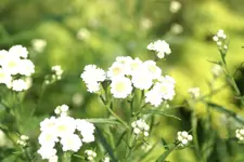 DSC02734.webp
