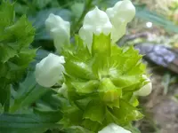 Chelone obliqua1.webp