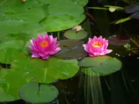 P1030739.webp