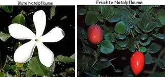 semillas_natalpflaume.webp