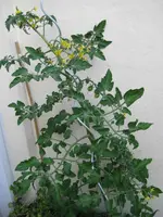 Tomatenpflanze_2.webp