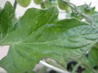 Blatt_oberseite_2.webp