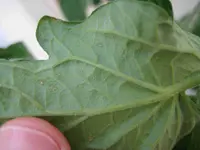 Blatt_unterseite_2.webp