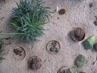 lavendula.webp