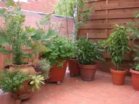 adchgarten Juli10 003.webp