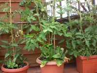 adchgarten Juli10 006.webp