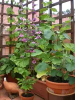 adchgarten Juli10 007.webp