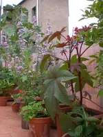 adchgarten Juli10 009.webp