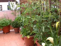 adchgarten Juli10 012.webp