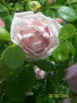100_2555.webp