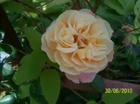 100_2558.webp
