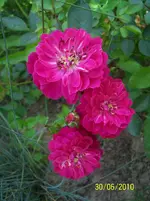 100_2559.webp