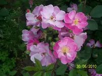 100_2561.webp