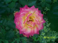 100_2562.webp