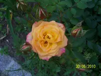 100_2563.webp