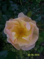 100_2564.webp