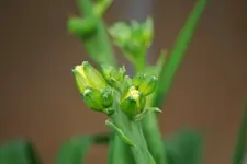 Hemerocallis Knospe mit Gallen.webp