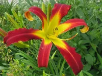 IMG_alberene_1024x768.webp