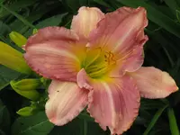 IMG_ocean rain1_1024x768.webp