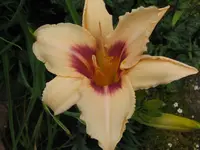 IMG_prairie charmer_1024x768.webp