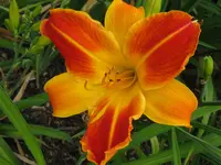 IMG_red twister_1024x768.webp