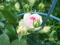 100_2566.webp