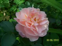 100_2568.webp