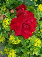 100_2570.webp