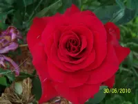 100_2571.webp