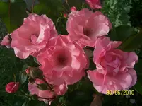 100_2573.webp
