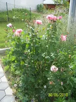 100_2574.webp