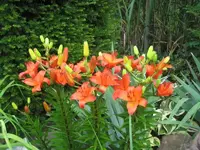 Rote Lilien.webp
