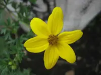 Zweizahn.webp
