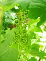 Juli_4er_kurznachBlüte_kl.webp