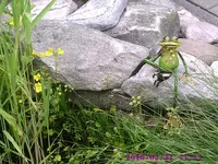 Frosch1.webp