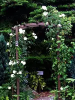 1024_Ilse Krohn III.webp
