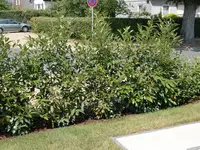 KL 005.webp