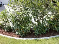 KL 013.webp