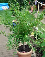 granatapfel.webp