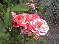 Pap2.webp