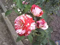 pap1.webp