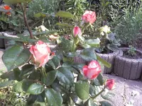 28224.webp