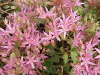 sedum.webp
