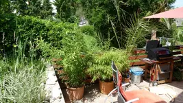 Garten-Sommer 2010 066.webp Garten-Sommer 2010 066.webp